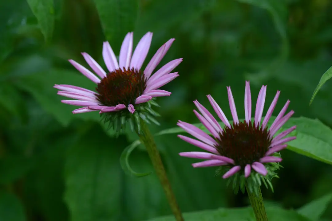 Semis de plantes indigènes en pots étiquetés, installés dehors dans un jardin français à l’automne