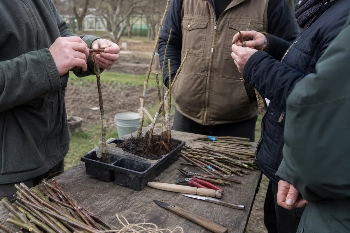 Jardiniers réunis autour d’une table, étiquetant des greffons et greffant un jeune pommier au printemps