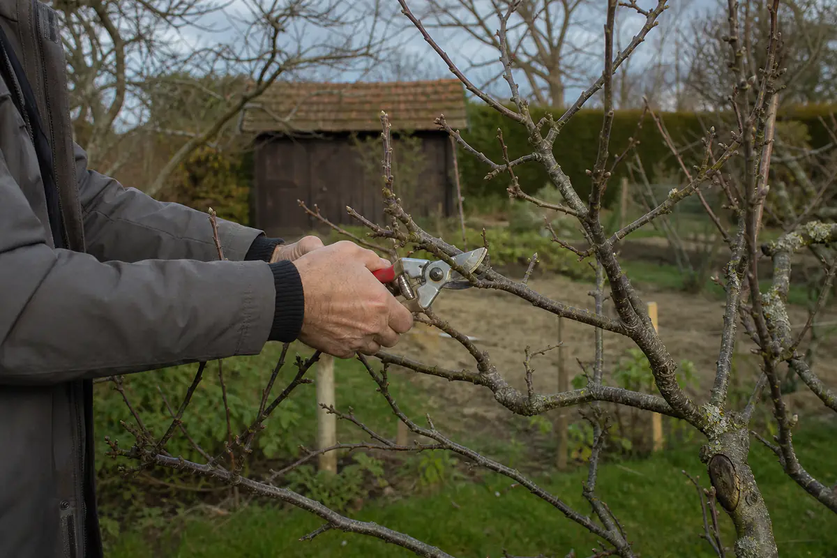 Jardinier taillant un pommier en gobelet avec un sécateur dans un verger français au printemps
