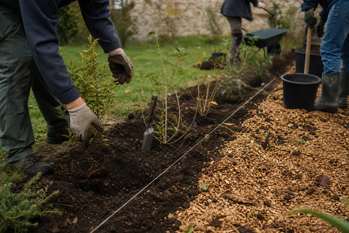 Atelier de jardinage montrant la plantation d'une haie diversifiée le long d'un cordeau, avec paillage au sol