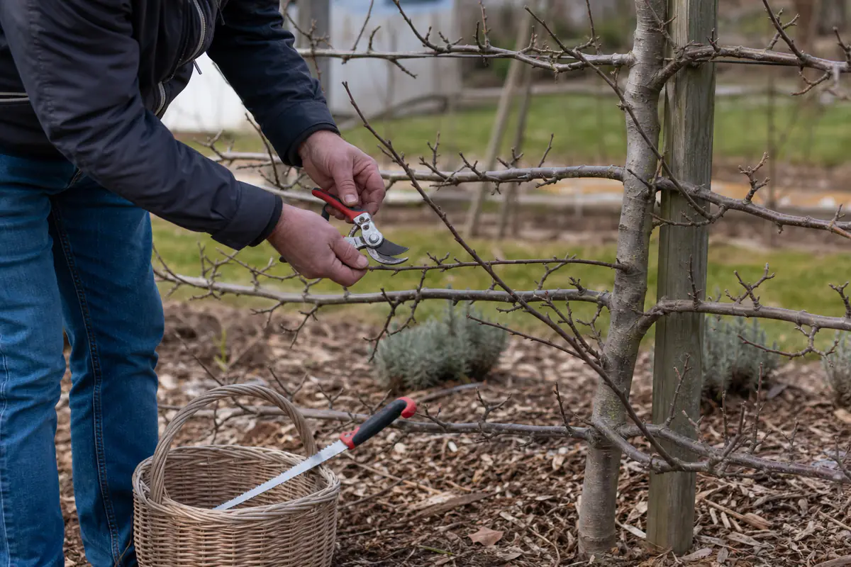 Jardinier taillant un pommier palissé avec un sécateur propre par temps sec dans un jardin français