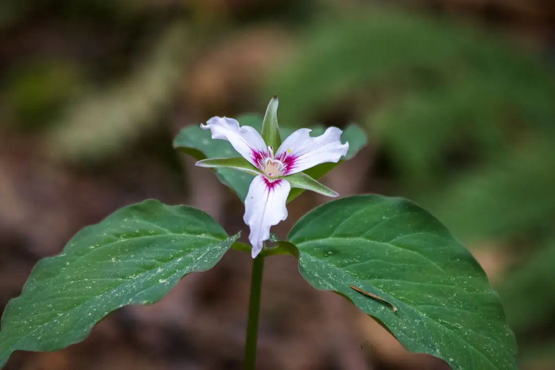 Jardinier divisant une touffe de vivace et replantant les éclats dans un massif paillé au jardin
