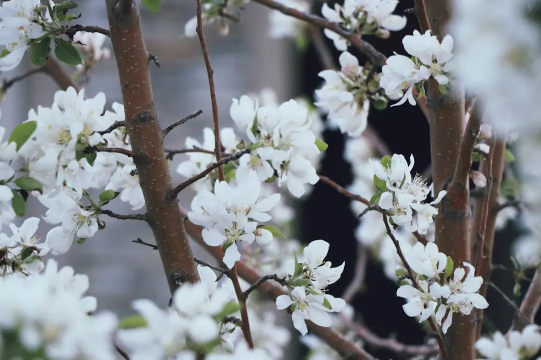 Jardinier observant les bourgeons d’un pommier avant une taille précise au sécateur dans un verger familial