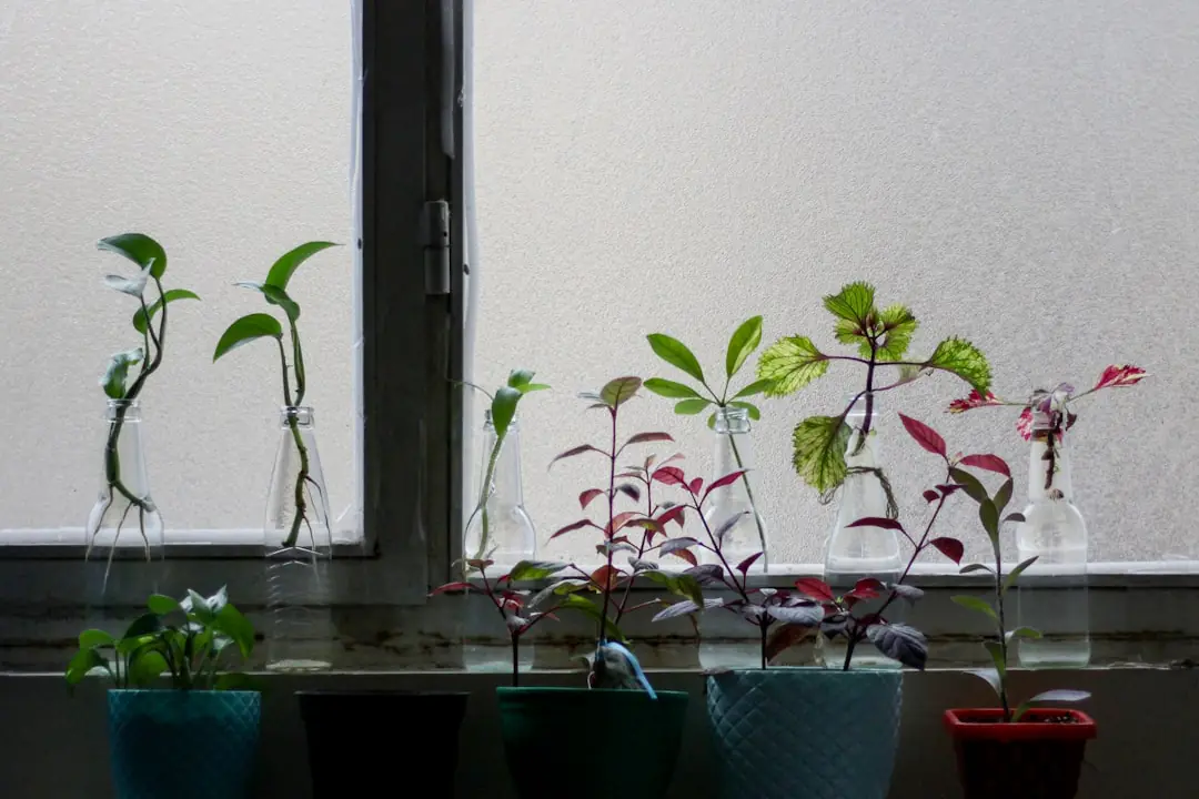 Main grattant délicatement la tige d’une plante en pot aux feuilles sèches, racines visibles sur une table de jardin