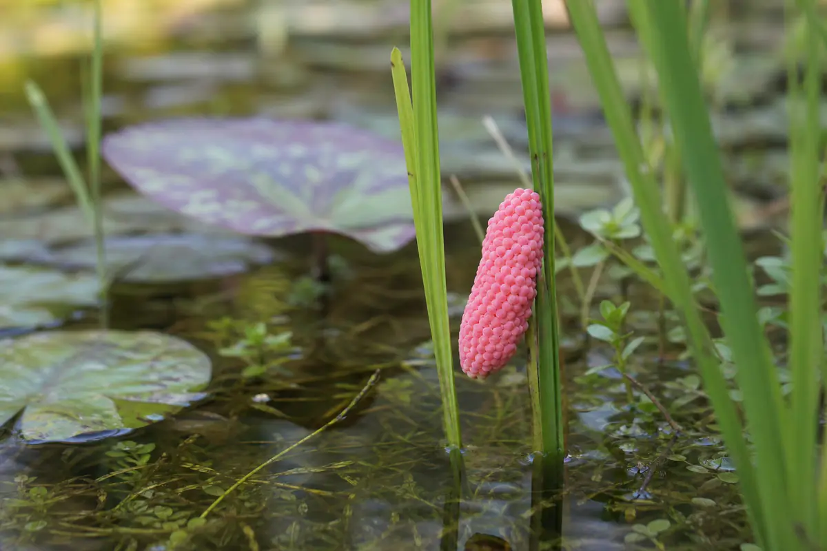 Grappe rose vif fixée sur une tige d’iris juste au-dessus de l’eau d’une mare de jardin française