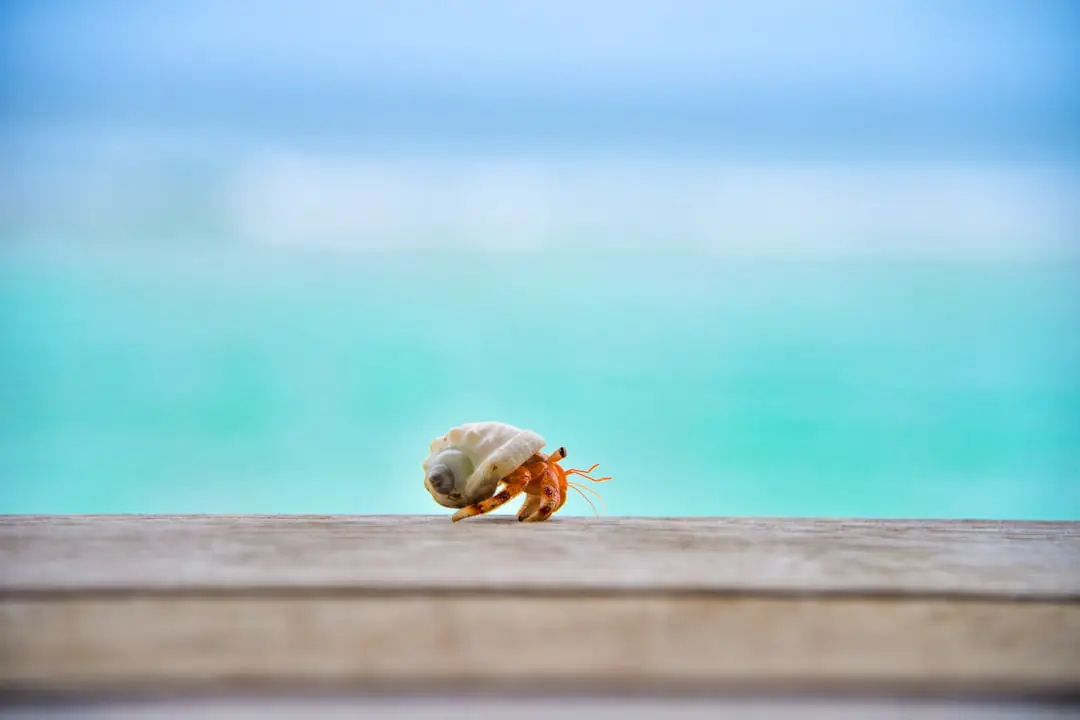Grappe d’œufs translucides de limaces découverte sous un pot en terre dans un potager français humide