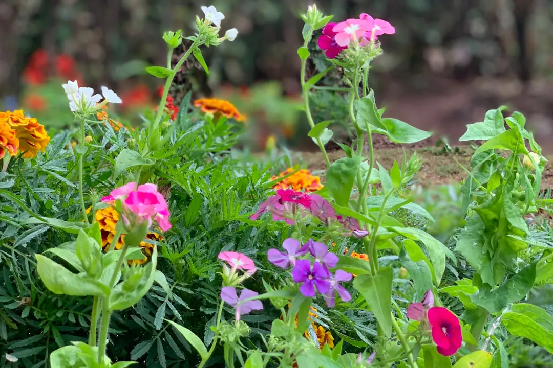 Jardin français fleuri et paillé avec vivaces, récupérateur d’eau et zone refuge pour la biodiversité