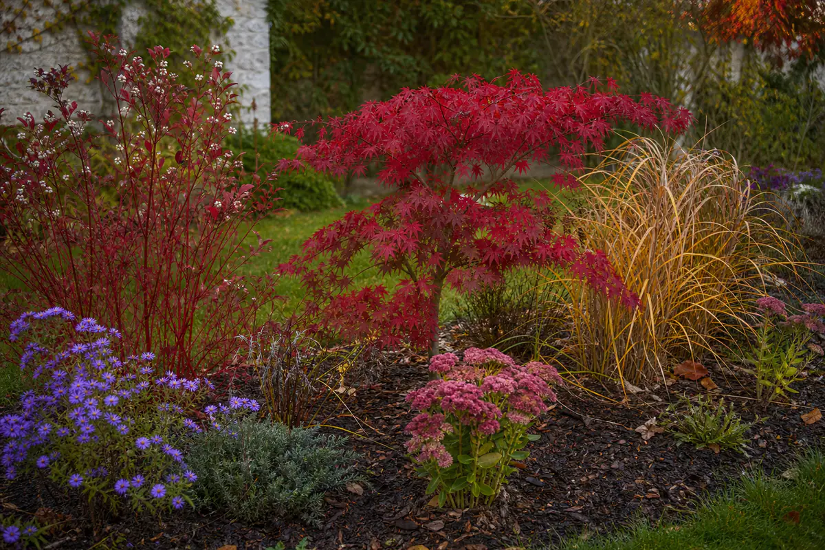 Massif de jardin français en automne avec érable rouge, cornouillers, asters mauves et graminées dorées