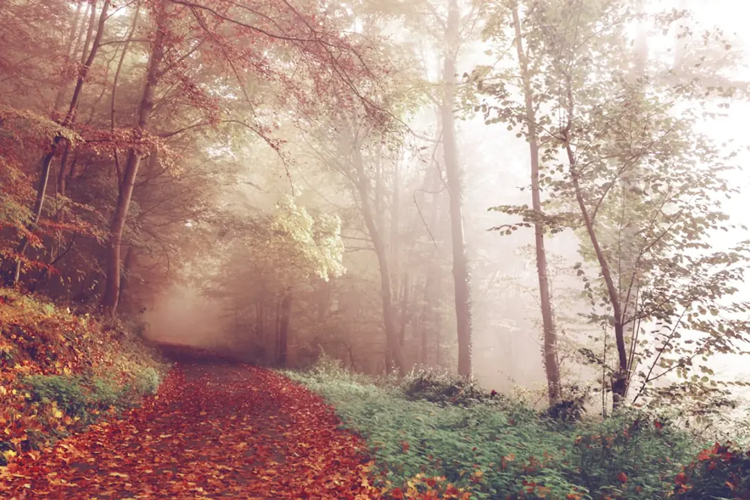Jardin français en automne, feuilles au sol et massifs paillés conservant des refuges pour la faune