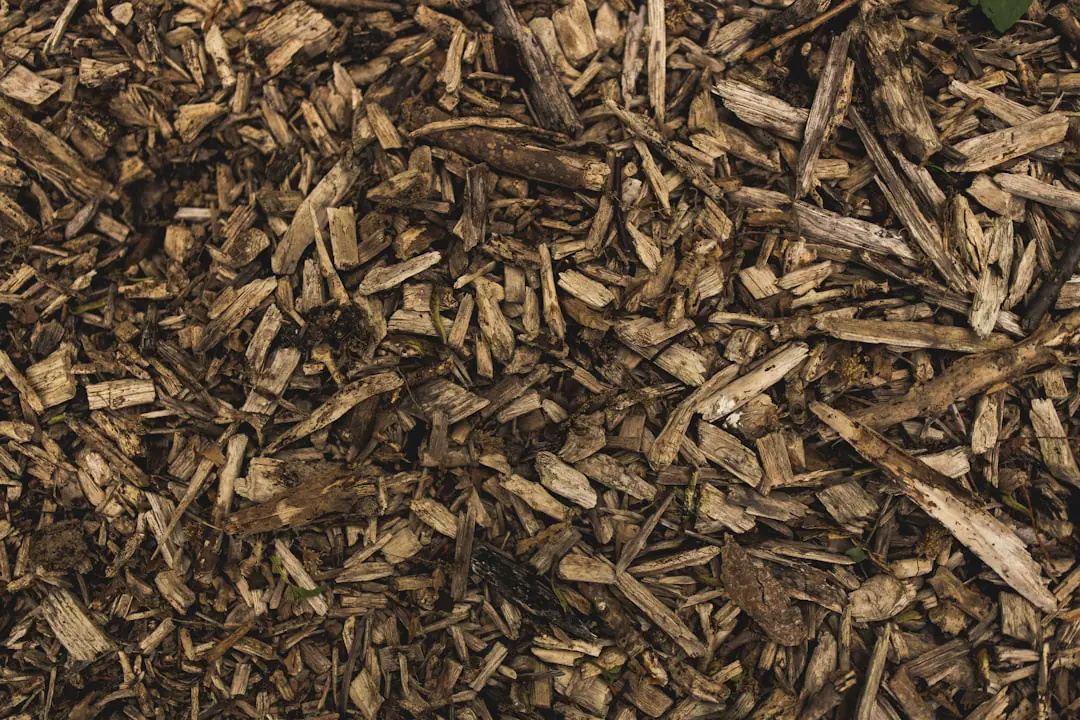Bandes de carton brun humidifié au pied de vivaces, couvertes de feuilles dans un jardin français