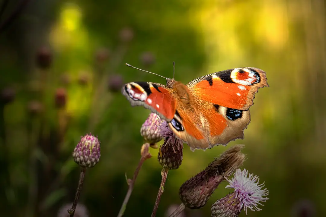Massif de sauges, centaurées et bourrache en fleurs, visité par un bourdon dans un jardin français en mai