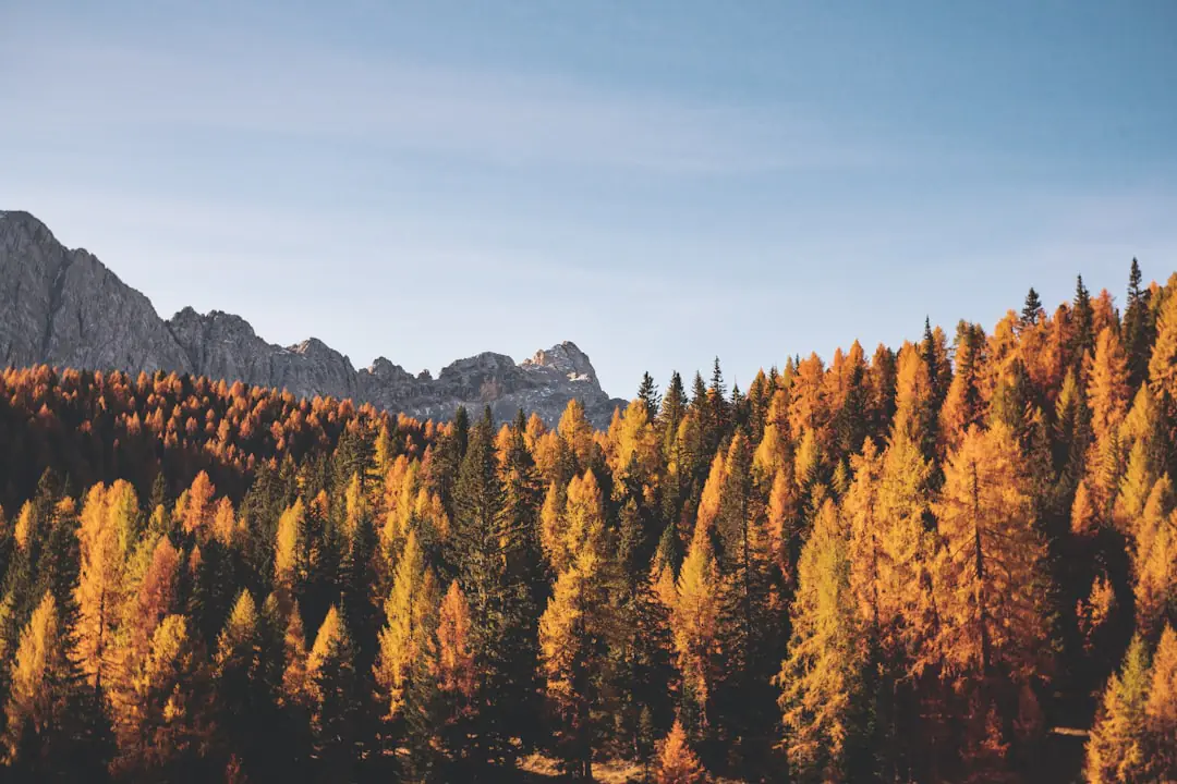 Jardin français en automne avec massif paillé, bulbes en plantation et feuilles colorées sous un érable
