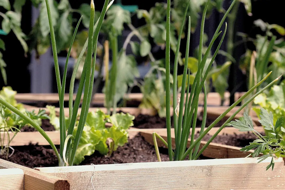 Petit potager familial en bacs et pleine terre avec salades, tomates et paillage sous une lumière douce