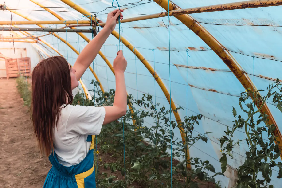 Bâche translucide tendue sur une serre de potager, avec aérations ouvertes et plants de tomates au printemps