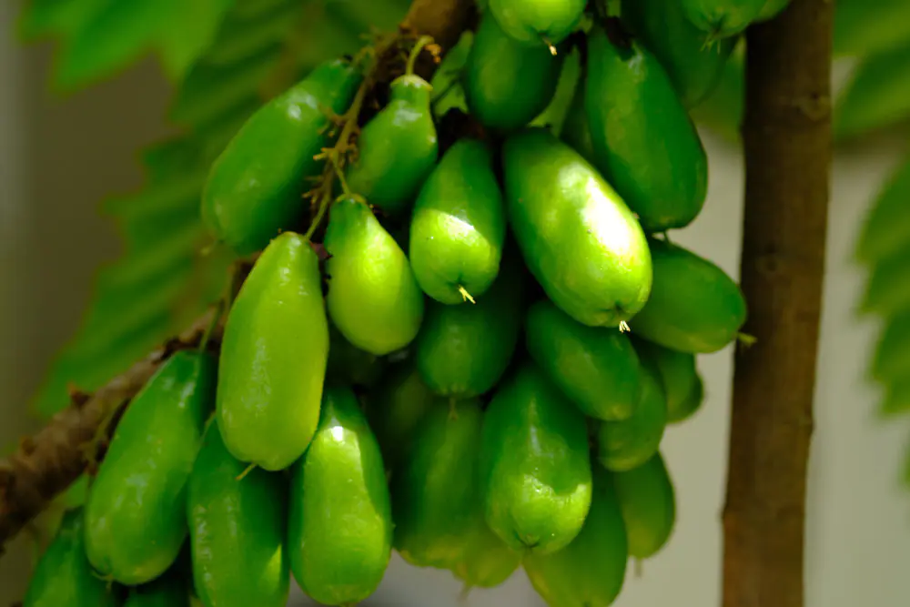 Grappe de bilimbis verts allongés sur le tronc d’un jeune arbre cultivé en grand pot sous véranda lumineuse