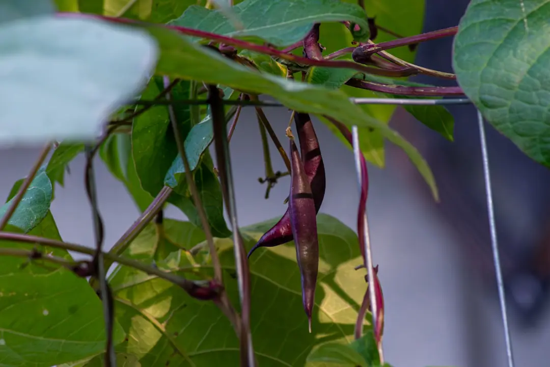 Voisins installant des bacs potagers en bois dans des arrière-cours ensoleillées et végétalisées