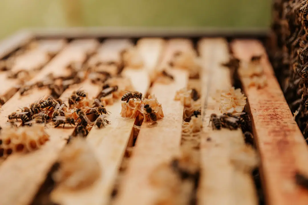 Jardin fleuri à Bulligny avec abeilles sur des plantes mellifères et ruche observée à distance