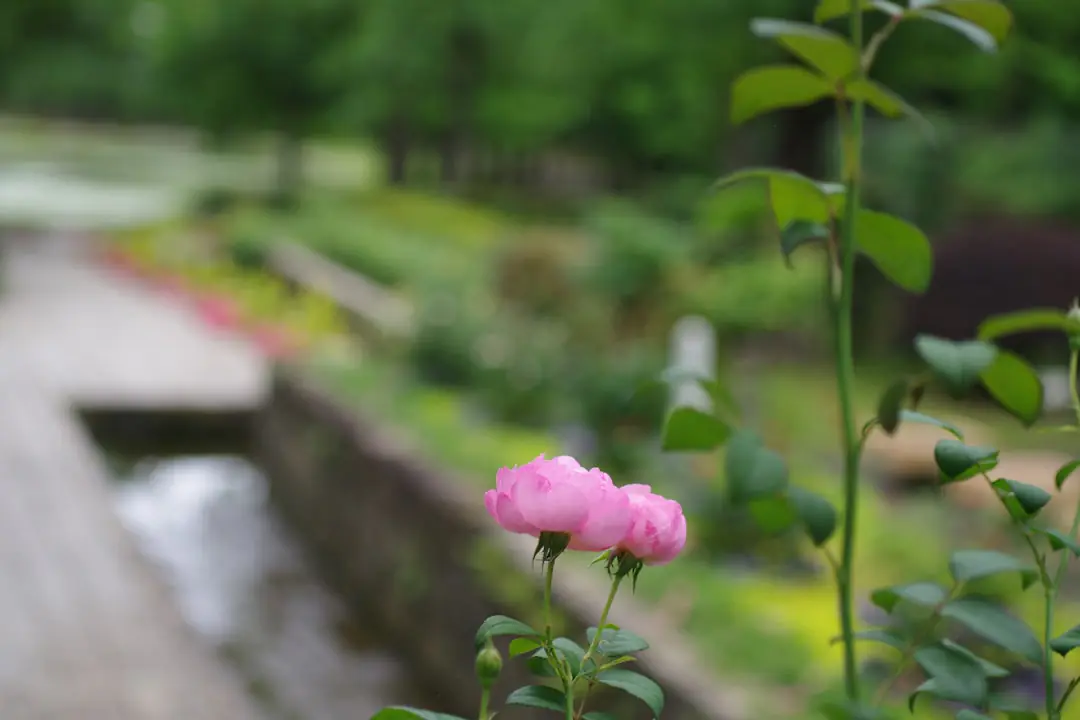 Jardin familial français structuré en massifs paillés, potager ensoleillé et jeunes plantations arrosées au pied