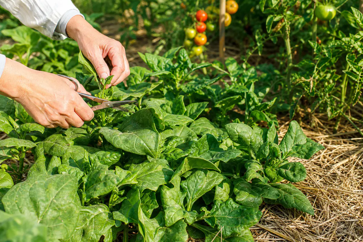 Plant de tétragone cornue aux feuilles charnues étalé sur un potager paillé en plein été