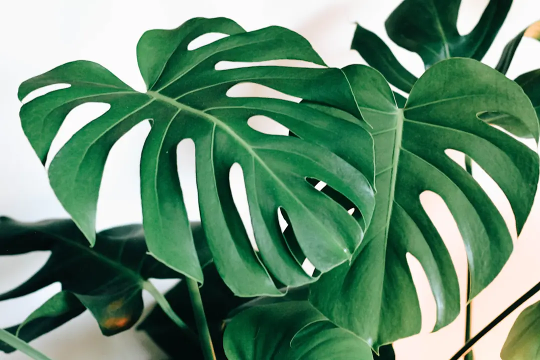 Monstera en pot près d’une fenêtre voilée, arrosé lentement dans un intérieur lumineux en période chaude