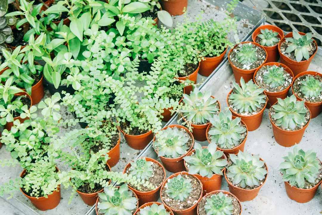 Balcon plein sud avec portulacas, gazanias et dipladénia fleuris dans des pots clairs paillés