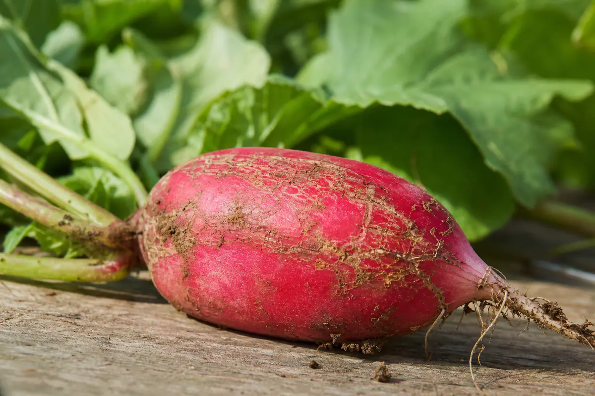 Radis fendillé et liégeux à la surface, posé sur une planche de bois dans un potager français