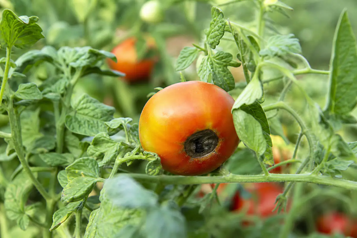 Tomate sur pied avec une nécrose apicale sombre à sa base, feuillage vert sain autour, potager français
