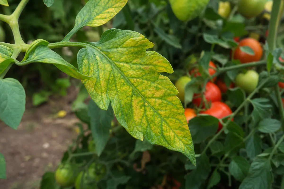 Feuille de tomate marbrée de jaune entre des nervures vertes, carence en magnésium dans un potager français