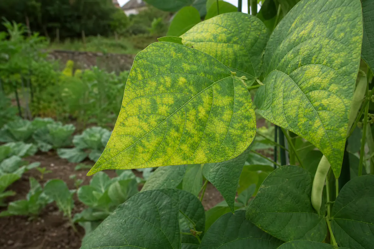 Feuilles de haricot marquées d'une chlorose marbrée entre les nervures dans un potager français