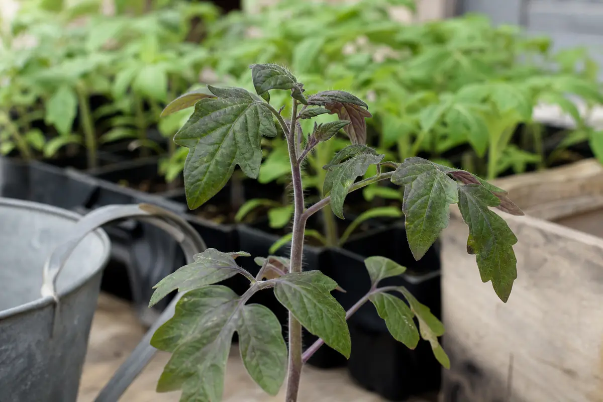 Jeune plant de tomate au feuillage terne et au revers légèrement violacé, carence en phosphore dans un potager français