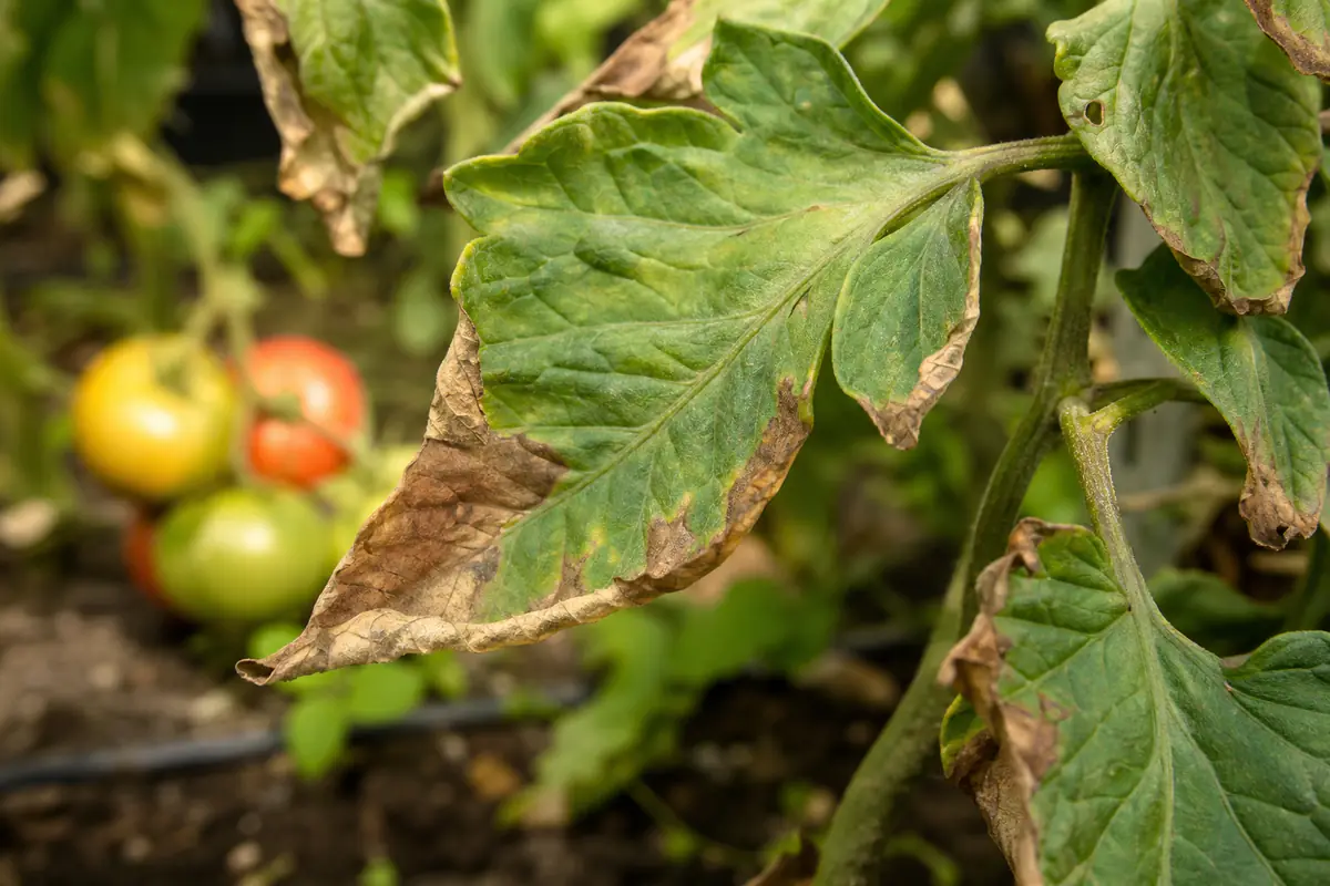 Feuille de tomate aux bords bruns et desséchés, carence en potassium typique dans un potager français