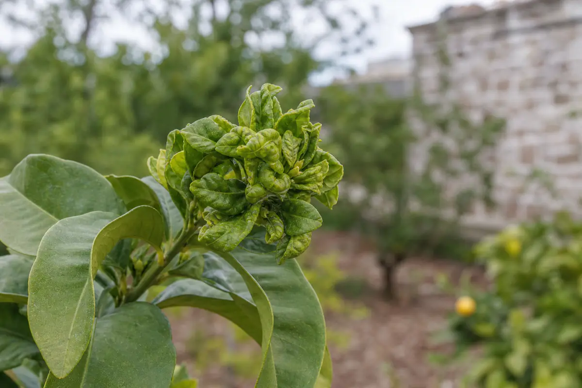 Jeune pousse de citronnier avec de petites feuilles serrées en rosette au sommet d'une tige