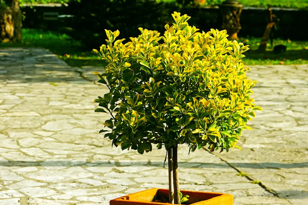 Citronnier en pot fleuri près d’une fenêtre lumineuse, avec quelques jeunes citrons en formation
