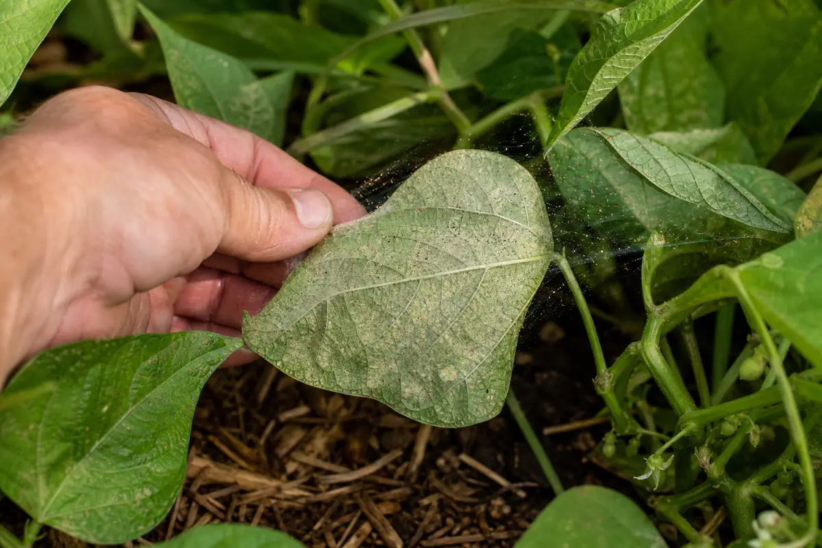 Gros plan de feuilles de haricot piquées et de fines toiles révélant des araignées rouges au potager en été