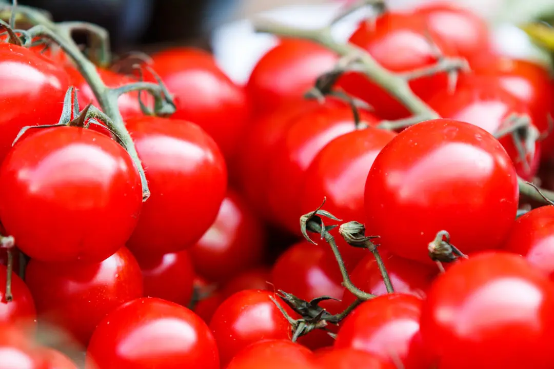 Plant de tomate tuteuré dans un potager français, feuillage sain et petit pulvérisateur posé au sol