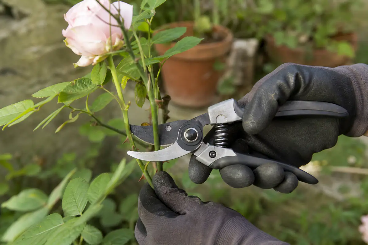 Main gantée utilisant un sécateur à lame franche sur un rameau vert de rosier dans un jardin français.