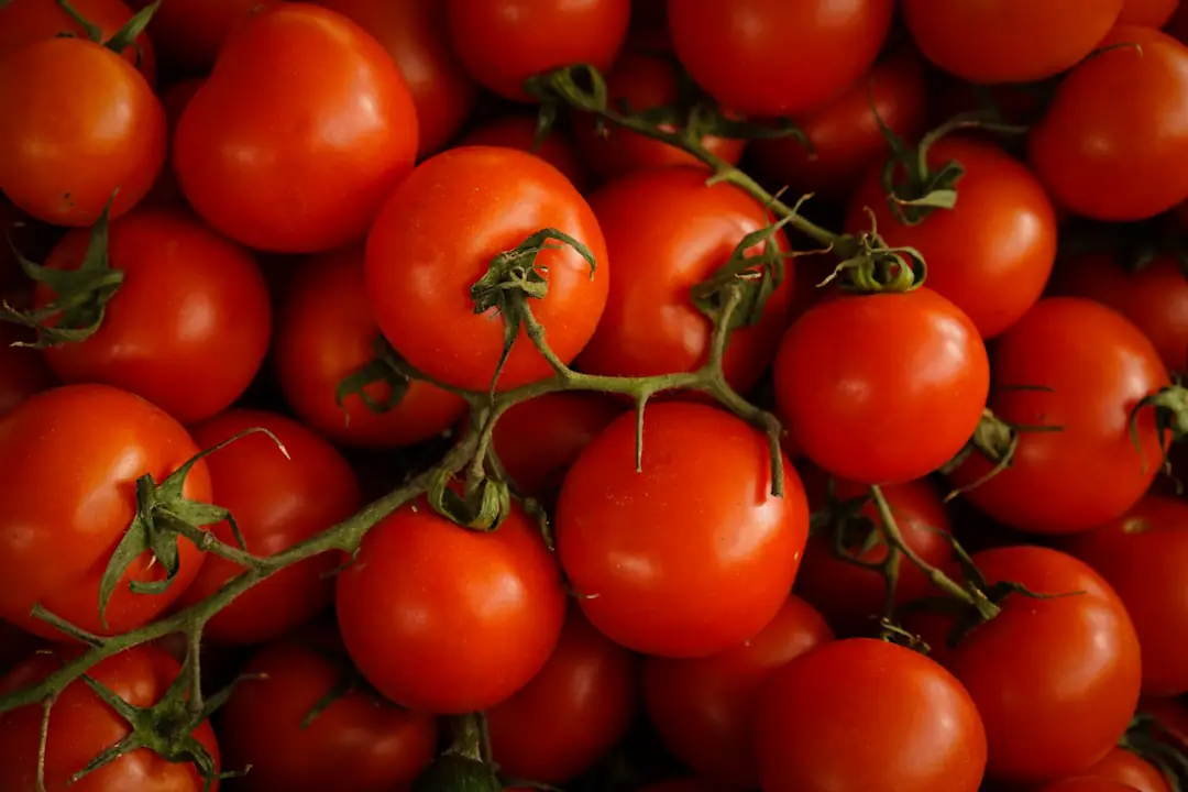 Plant de tomate tuteuré au potager, avec fruits mûrs, paillage de paille et étiquette de variété visible
