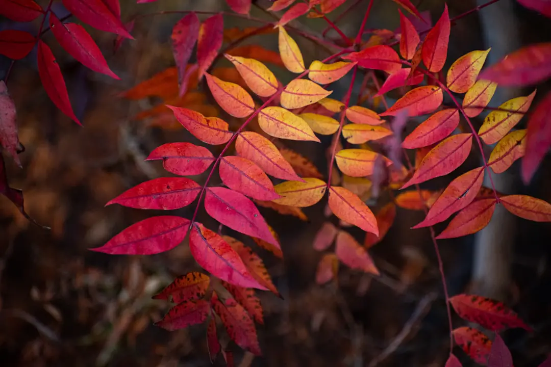 Souffleur électrique léger regroupant des feuilles sèches sur une allée d’un jardin français en automne