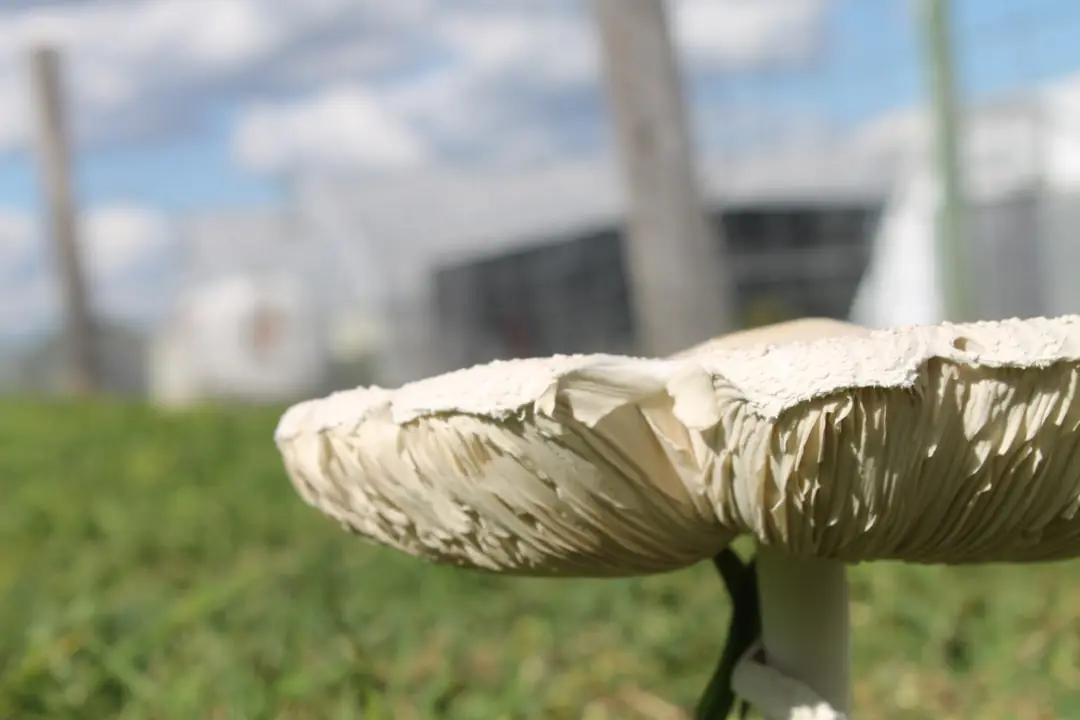 Jardiniers de tous âges réunis autour de bacs potagers fleuris lors d’une fête de jardin partagé