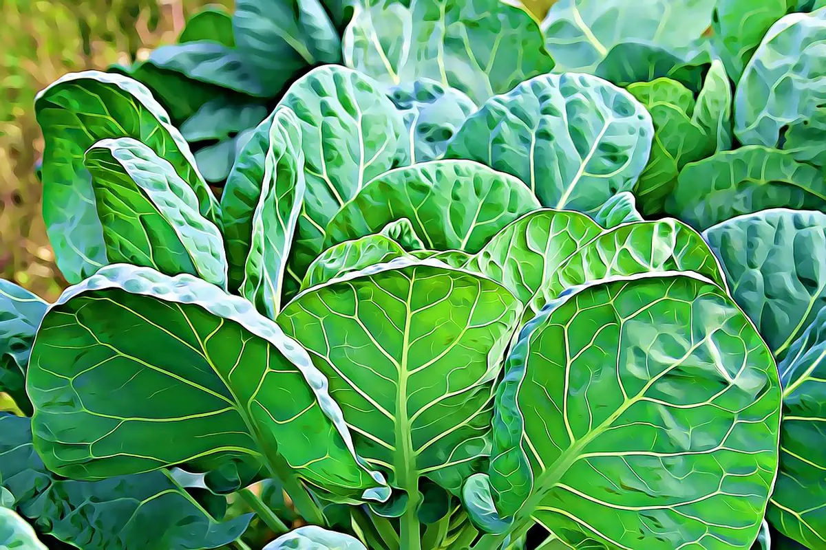 Jardinier épand une fine couche de cendre de bois tamisée sur un potager au sol nu par temps sec.