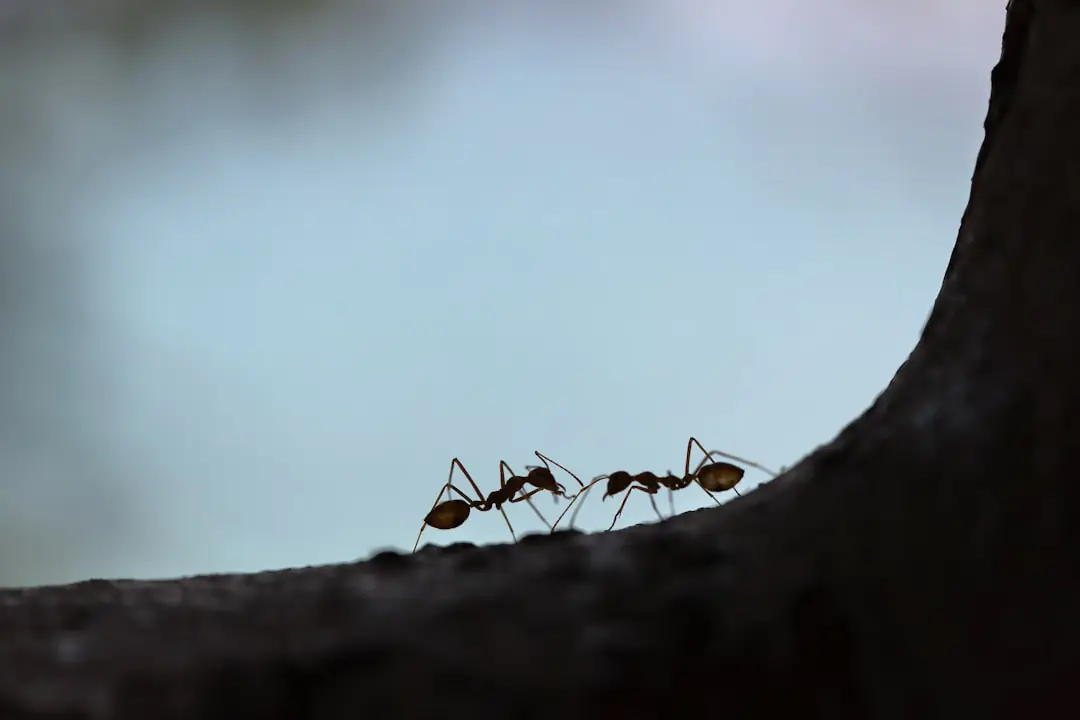 Fourmis noires circulant sur les boutons rosés d'une pivoine dans un jardin français au début du printemps