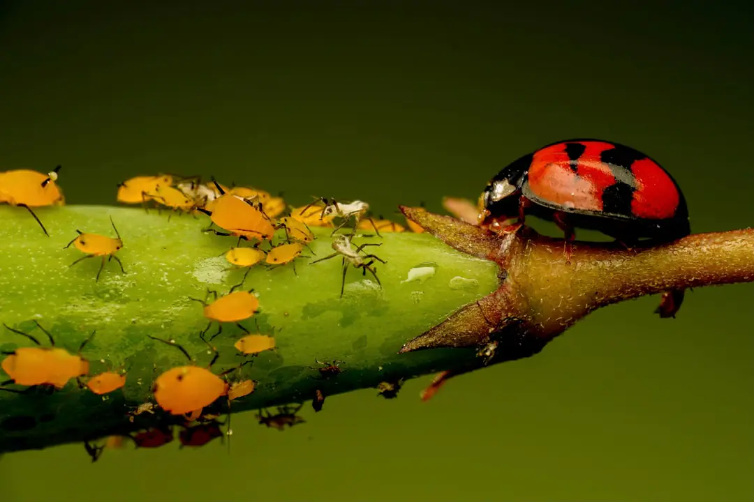 Micro-guêpe noire minuscule posée sur un rosier parmi des pucerons et des momies brun doré.