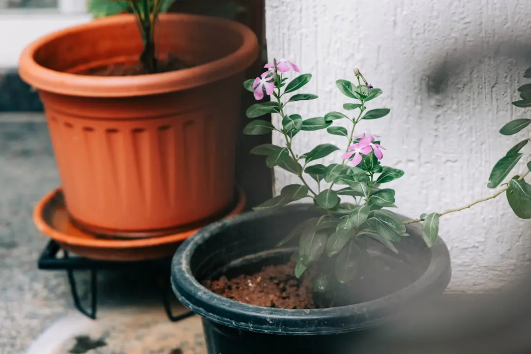 Jeunes pousses de radis, capucines et laitues en godets sur une table de jardin ensoleillée