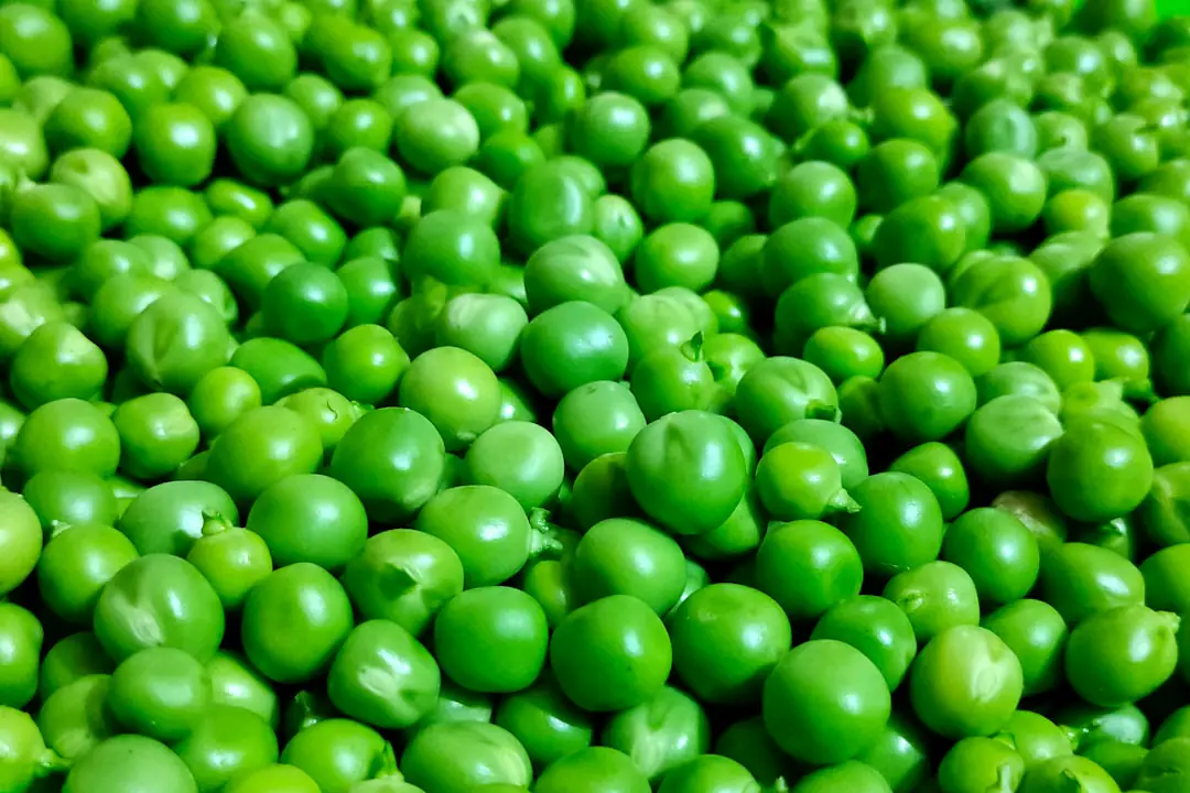 Rang de jeunes petits pois semés au potager, avec rames en branches et terre fraîchement nivelée