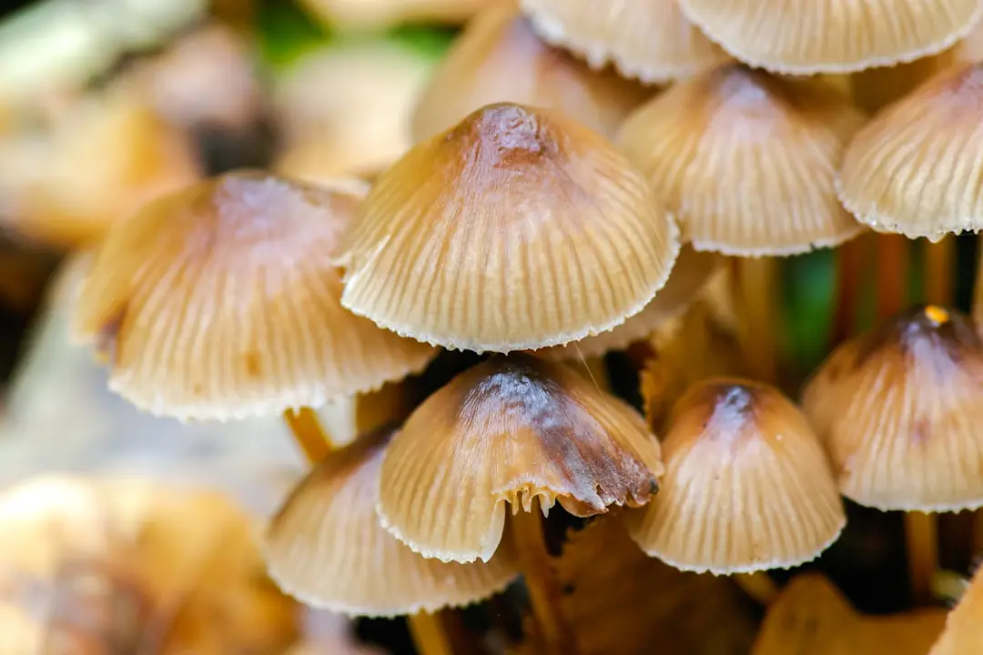 Jardin d’automne français avec massifs paillés, feuilles rassemblées et jeune arbre fraîchement planté