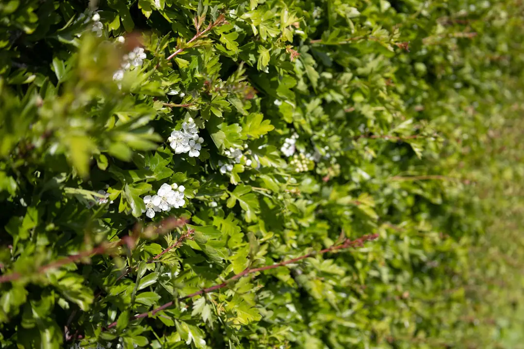 Haie de laurier-cerise fraîchement taillée, éloignée d’un bassin couvert dans un jardin français lumineux.