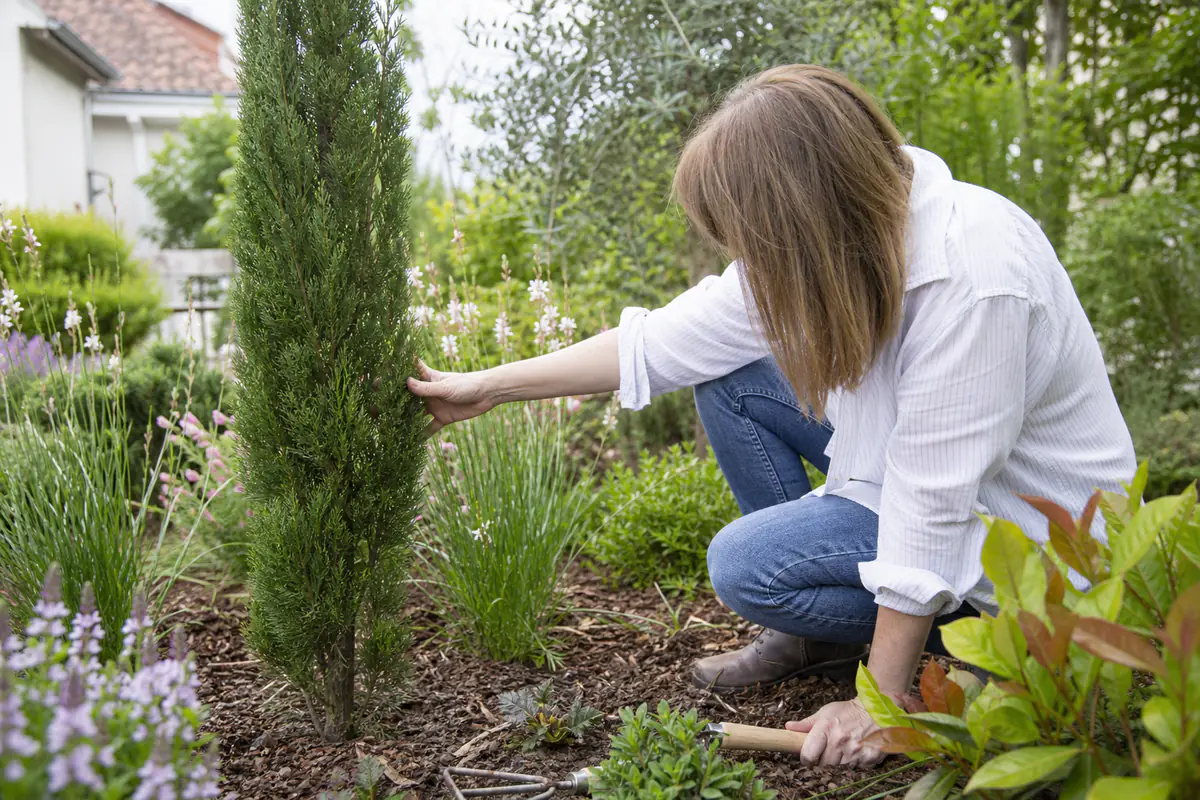 Jardinière observant un jeune cyprès près d’un massif fleuri dans un jardin français lumineux et diversifié