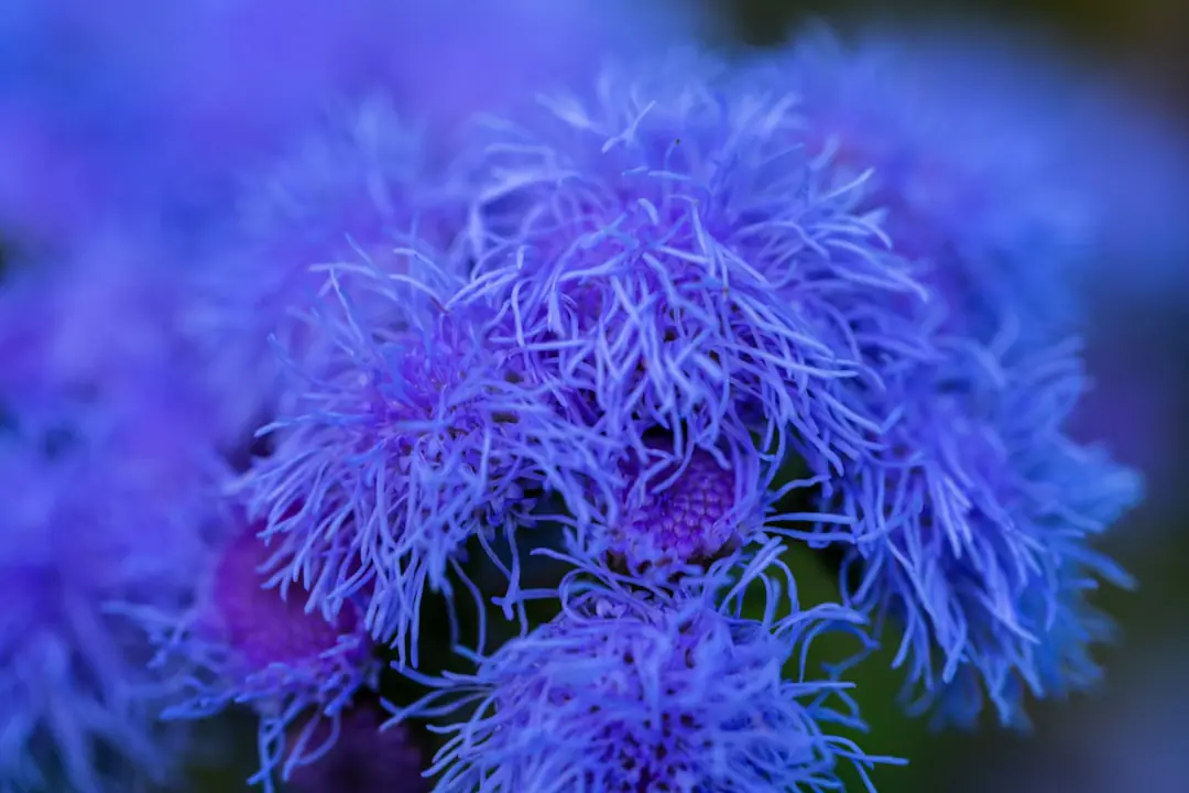 Touffe d’alchémille mollis fleurie dans un massif, avec des tiges fanées prêtes à être taillées au sécateur