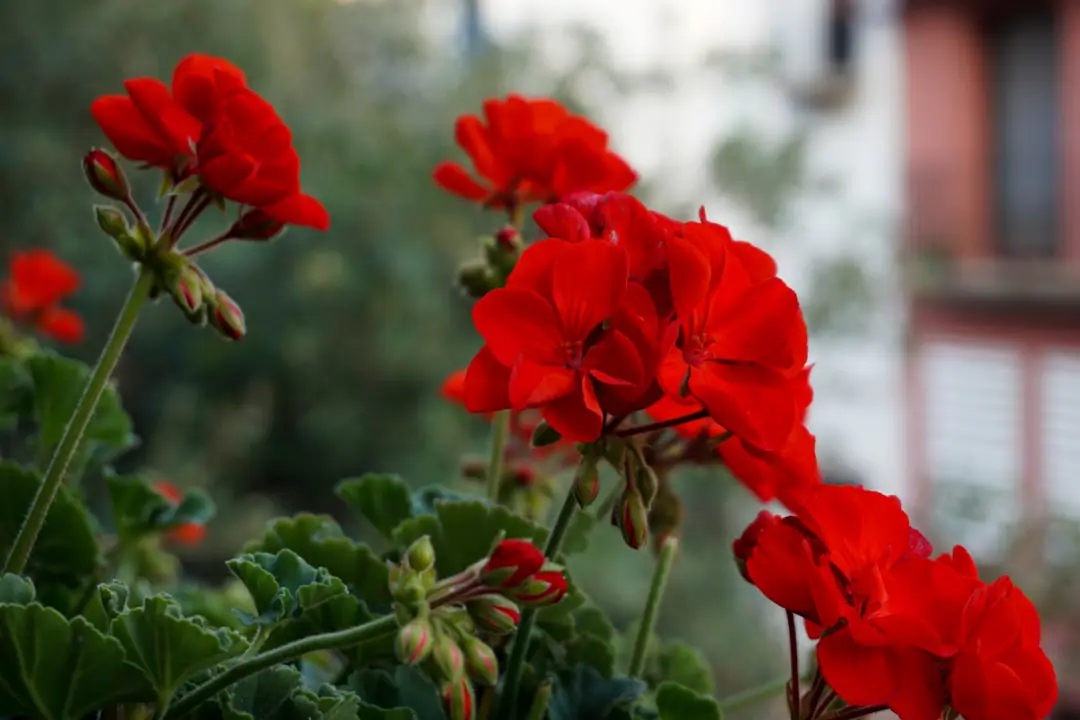 Jardinière de pélargoniums rouges et roses issue de boutures, fleurissant sur un balcon français ensoleillé