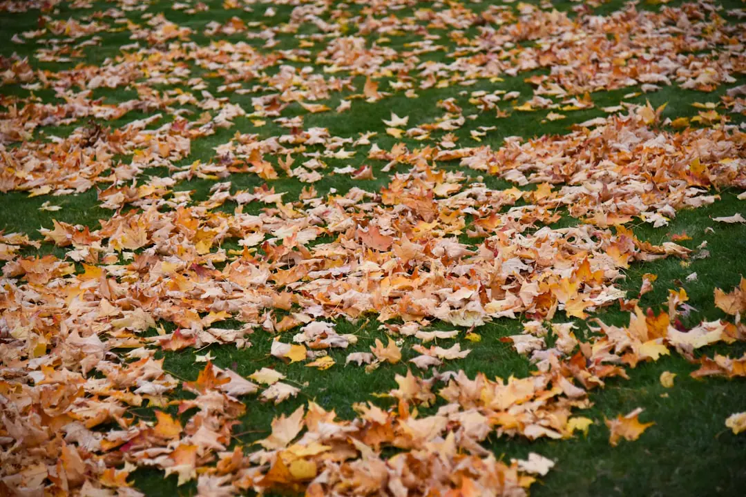 Jardiniers échangeant des vivaces étiquetées sur des tables lors d’un rendez-vous d’automne en France